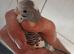 Young budgies