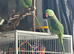 Gorgeous pair of Alexandrine Parrots