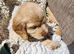 Sprocker Pups 3/4 Cocker/1/4 Springer from Registered Breeder