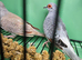 Adult pair diamond doves