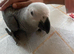 Super tame baby African grey set up