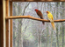 3 Pennant pairs orange/ yellow mutations