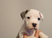 Chunky American Bulldog x English Bulldog x Staffy Puppies