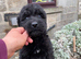 Stunning German Shepherd cross Puppies for sale