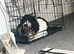 6 month old Cockapoo for sale