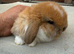 Beautiful baby mini lops girl