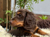 Miniature Dachshund Puppies