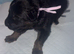 KC German shepherd puppies
