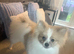 Beautiful blue eye female pom