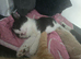 2 black and white female kittens