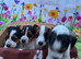 jack russell 4 6