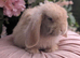 Mini lop boy