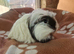Gorgeous coronet boy guinea pig