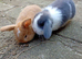 Mini lop babies