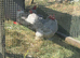 Lavender pekins