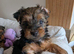 Yorkshire Terrier Puppies