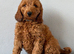 Stunning Cockapoo pup Boy