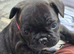 French bulldog puppies