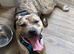 Merle male amstaff
