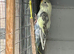 Baby Budgies