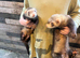 Ferret / polecat