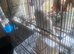 Albino all white male cockatail 14 month old