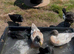 Abacot Ranger Ducks