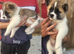 KC Registered American Akitas