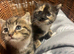 Beautiful tabby girls