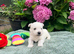 Gorgeous West Highland Terrier puppies