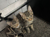 2 tabby kittens