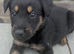Stunning German Shepherd X Puppies