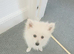 Pomeranian female puppy for sale