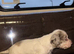 Male springer spaniel puppy for sale