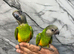 Friendly Baby HandReared Super Tame Cuddly Senegal Parrot,15