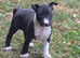 English bullterrier pupps