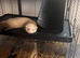 2 ferret girls
