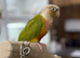 Pineapple conure