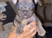 Fenchie x dachshund x westie pups