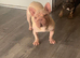 Velvet big rope french bulldog girl