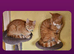 Kittens are looking for forever homes