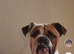 Female old English bulldog 3 years old