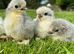 Baby Chicks, Ducklings & Hatching eggs