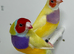 Beautiful pair of yellow Gouldian finches