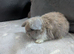 Mini lops for sale