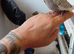 Tame baby cockatel.