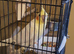 Cockatiel for sale