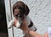 Liver and White English Springer Spaniel Puppies