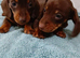PRA, HEALTH CHECKED, ADORABLE MINIATURE DASHSHOUNDS