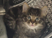 Sweet tabby boy